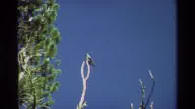 British Columbia USA (1981): Nature Is Wonderful: Look At This Bird I Captured