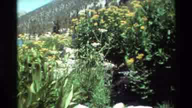 British Columbia USA (1981): Blooming Bird Of Paradise Flowers On A Bright Sunny
