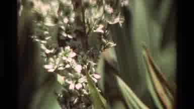British Columbia USA (1981): Yellow Flowers Blooming By Running Stream On A Bright