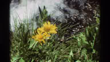 British Columbia USA (1981): Yellow Flowers Growing Amid Grasses Next To Flowing