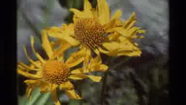 British Columbia USA (1981): Looking At Beautiful Wild Flowers