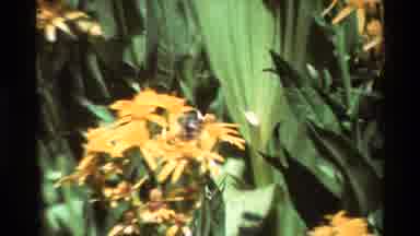 British Columbia USA (1981): Bee Crawls Across Petals Of A Yellow Flower That