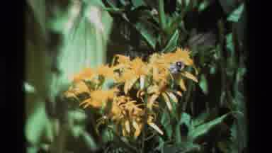 British Columbia USA (1981): Yellow Flowers With Bees And Blue Flowers Moving