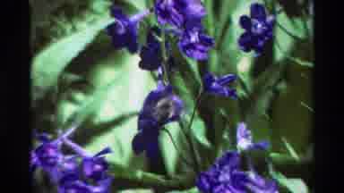 British Columbia USA (1981): Hummingbird Feeding From Bright Blue Flowers On A