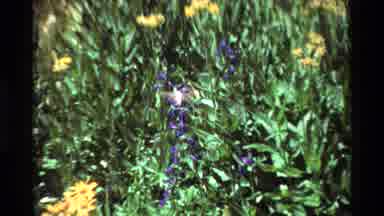 British Columbia USA (1981): White Hummingbird Feeding From Yellow Flowers On