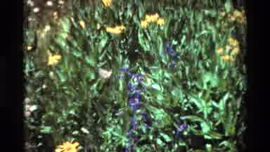 British Columbia USA (1981): Hummingbird Gathering Nectar From Flowers