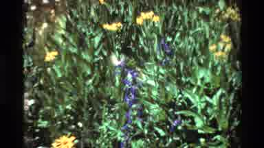 British Columbia USA (1981): A Hummingbird Flying In Between Many Flowers In A