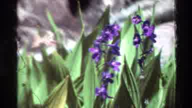 British Columbia USA (1981): A Humming Bird Flying Over Yellow And Purple Flowers