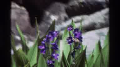 British Columbia USA (1981): Humming Bird Picking Up Pollen From A Purple Flower