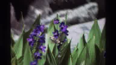 British Columbia USA (1981): Views Of Mountain Peaks And Flowers