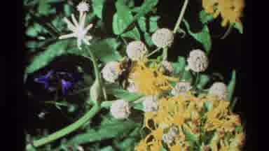 British Columbia USA (1981): Very Beautiful Little Yellow Flowers With Bees Around