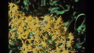 British Columbia USA (1981): Butterflies Flying Around Flowers On A Summer's Day