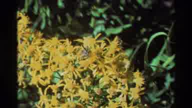 British Columbia USA (1981): Beautiful Flowers Blooming On A Summer Morning In A