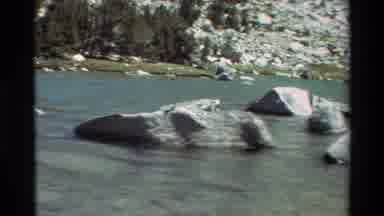 British Columbia USA (1981): Rocks Settled In The Lake And Yellow Flower Bushes