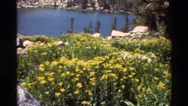 British Columbia USA (1981): Lake On A Sunny Day With Flowers And A Person On An