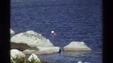 British Columbia USA (1981): Woman Swimming In A Beautiful Body Of Water With