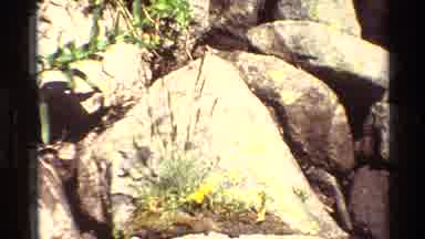 British Columbia USA (1981): Waterfall Streaming On Rocks With Flowers Blooming