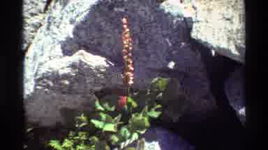 British Columbia USA (1981): Different Colorful Flowers Growing Between Rocks On A