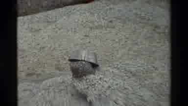 British Columbia USA (1981): For Them To Cook On Stones And Inside A Shallow Hole