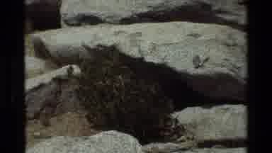 British Columbia USA (1981): Metal Object Found In A Rock