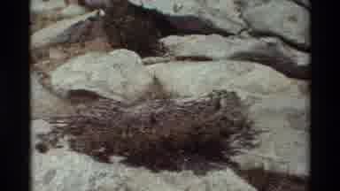 British Columbia USA (1981): Flowers And Desert Plants On Top Of Rocks And Sand