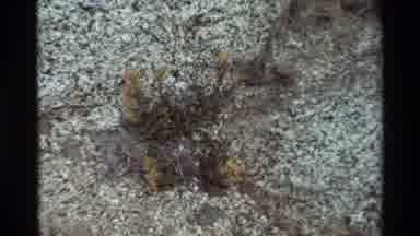 British Columbia USA (1981): Weeds Blowing In The Wind On Rocks In An Arid