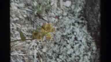 British Columbia USA (1981): Small Plants On The Ground Color In Green