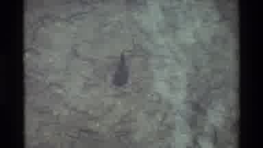 British Columbia USA (1981): River With Crystal Clear Water That Motions A Fish