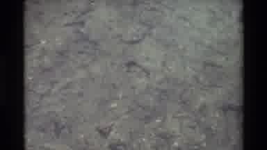 British Columbia USA (1981): Frog Swims In Clear Water On A Bright Sunny Day
