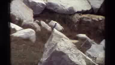 British Columbia USA (1981): Blue Bird Sitting On White Rock Flies Away Large
