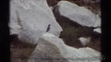 British Columbia USA (1981): Small Grey Bird Perches On A Rock While A Chipmunk