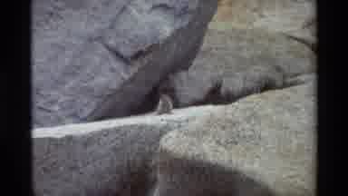 British Columbia USA (1981): Cute Little Chipmunk Running And Hiding Among The