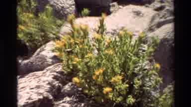 British Columbia USA (1981): Blooming Yellow And Purple Flowers By Mountain Lake