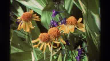 British Columbia USA (1981): Sad Flowers Trying To Survive Using Very Last Spirit