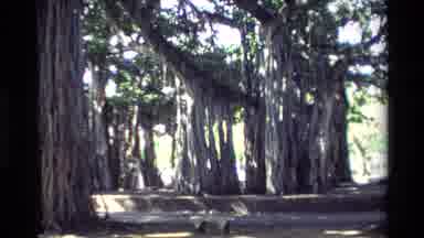 Hawaii USA (1981): Large Field Surrounded By Attractive And Rustic Green And