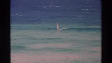 Hawaii USA (1981): Large Fish Fin Surfing Inland Through Gentle Blue Ocean Tide