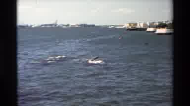 Hawaii USA (1981): Netting The Fishes In The Sea Harbour