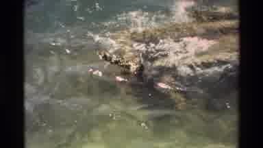 Hawaii USA (1981): Some Square Partially Submerged Man-Made Structures Languish In