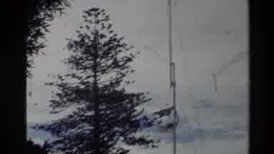 New Zealand (1981): Tree Next To Telephone Pole And Van Of The 20th Century