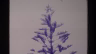 New Zealand (1981): Zoom In Of A Tree And Plants On A Loop