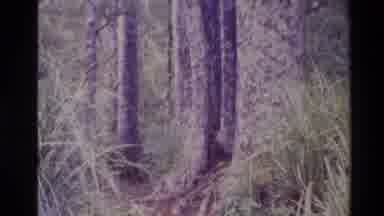 New Zealand (1981): Nareza Water Landscape Trees Green Special Life