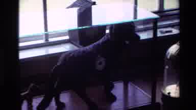 New Zealand (1981): Stele Clock Houses / Dog Style Clock / People House / Lawns /