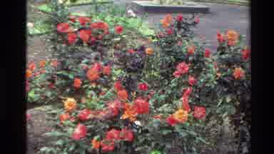New Zealand (1981): Bright Colorful Flowers