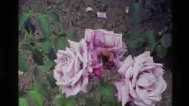 New Zealand (1981): Magenta Rose Bloom White Classic Flower Up Close Healthy
