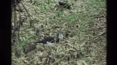 New Zealand (1981): A Bird Standing In Leaves And Then Walks Through The Leaves
