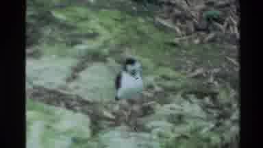 New Zealand (1981): Exotic Birds Thriving In Their Natural Habitat