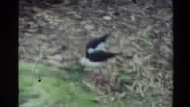 New Zealand (1981): Exotic Birds Eating And Frolicking In The Water And Forest