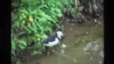 New Zealand (1981): Little Bird Secret Past At Lake Found Footage Blurry Beautiful