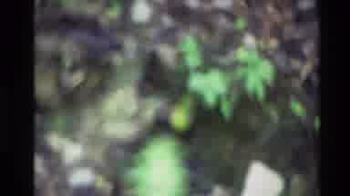 New Zealand (1981): Bird On The Lake