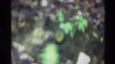 New Zealand-1981: Two Colorful Ducks Foraging on a Grass Lawn